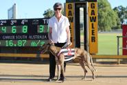Gawler Greyhounds Review